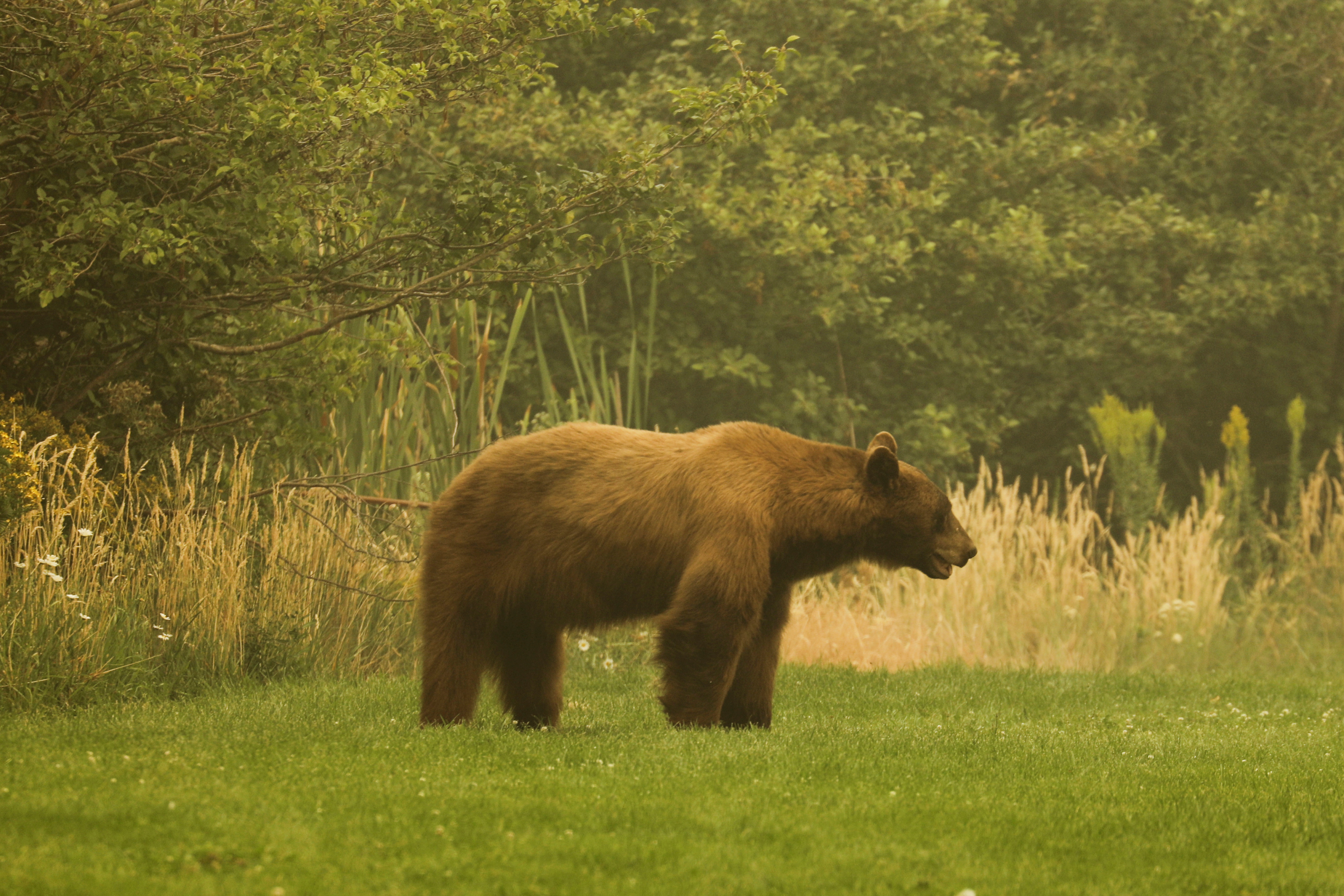 black bears