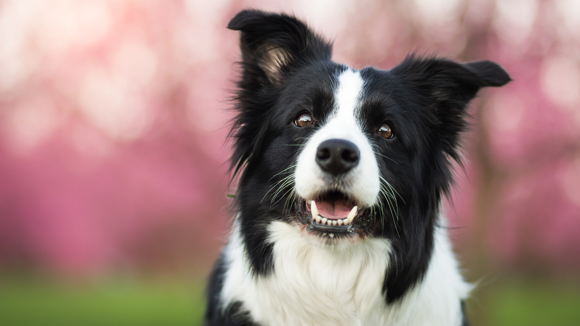 El Border Collie es una de las razas de perros más inteligentes elegido por los jueces casi de forma unánime (Shutterstock.com)