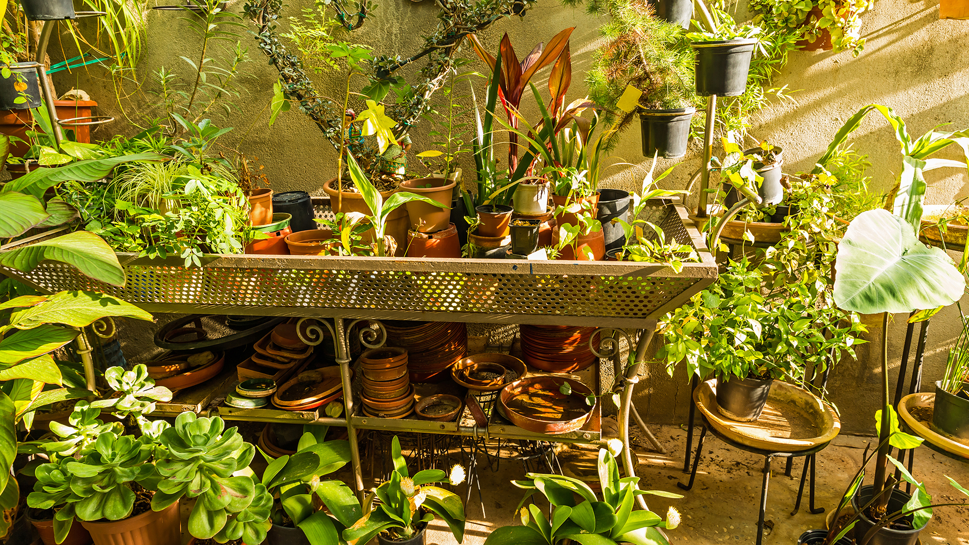 Una recomendación importante para cuidar a las plantas es regar sin excederse de agua