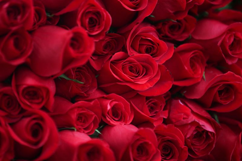 Cuál es el significado del color de las rosas - Infobae