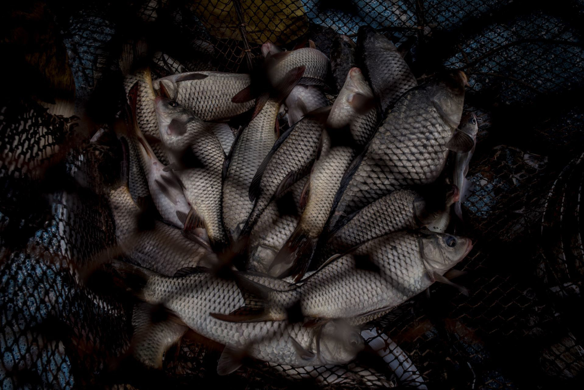 Pescados de la especie Carpa, en las redes de pesca. San Francisco de Conchos, Chihuahua, México. El 18 de septiembre de 2020.