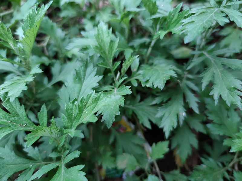 La artemisa es una hierba con diversas propiedades medicinales. (Wikimedia Commons)