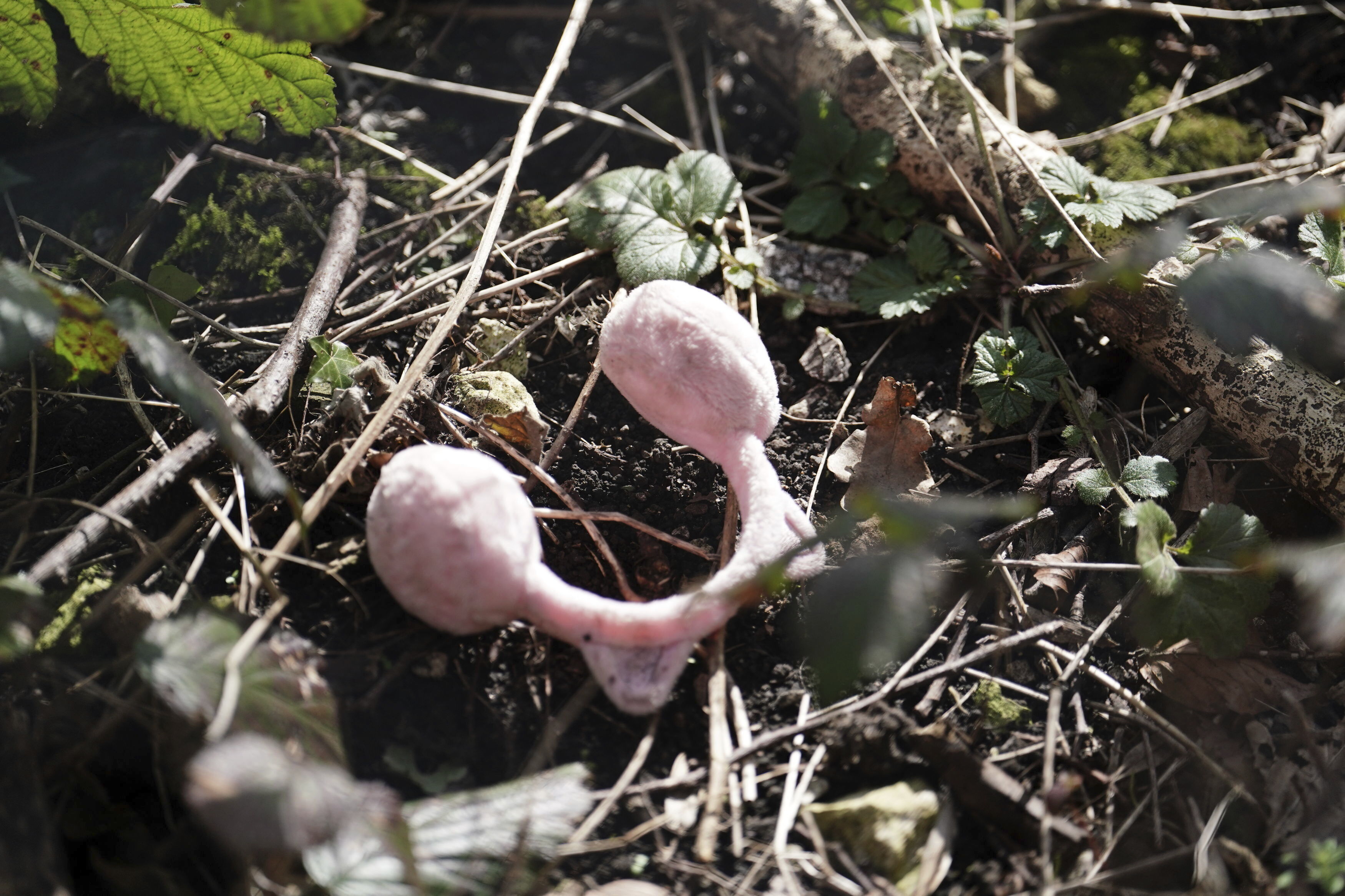 Un par de orejeras rosas de niño se encuentran en Roedale Valley Allotments, donde se está llevando a cabo una operación de búsqueda urgente para encontrar al bebé desaparecido de Constance Marten (Jordan Pettitt/PA via AP)