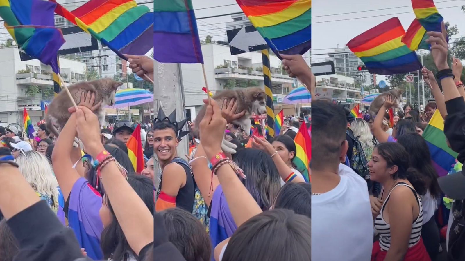 “Perro gay”: ovacionan a un canino en marcha LGBT+ de Guadalajara