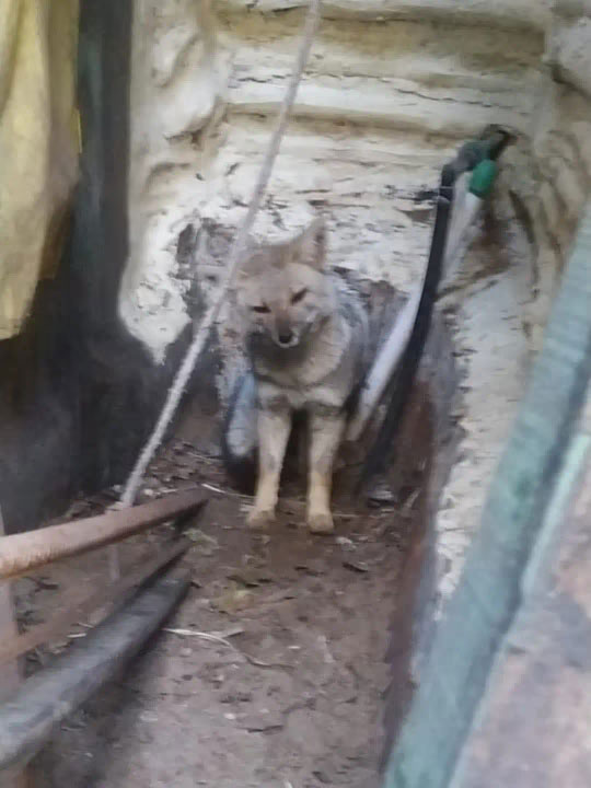 Encontraron un zorro en el patio de una casa de Pinamar y fue liberado en el bosque por una fundaci&oacute;n