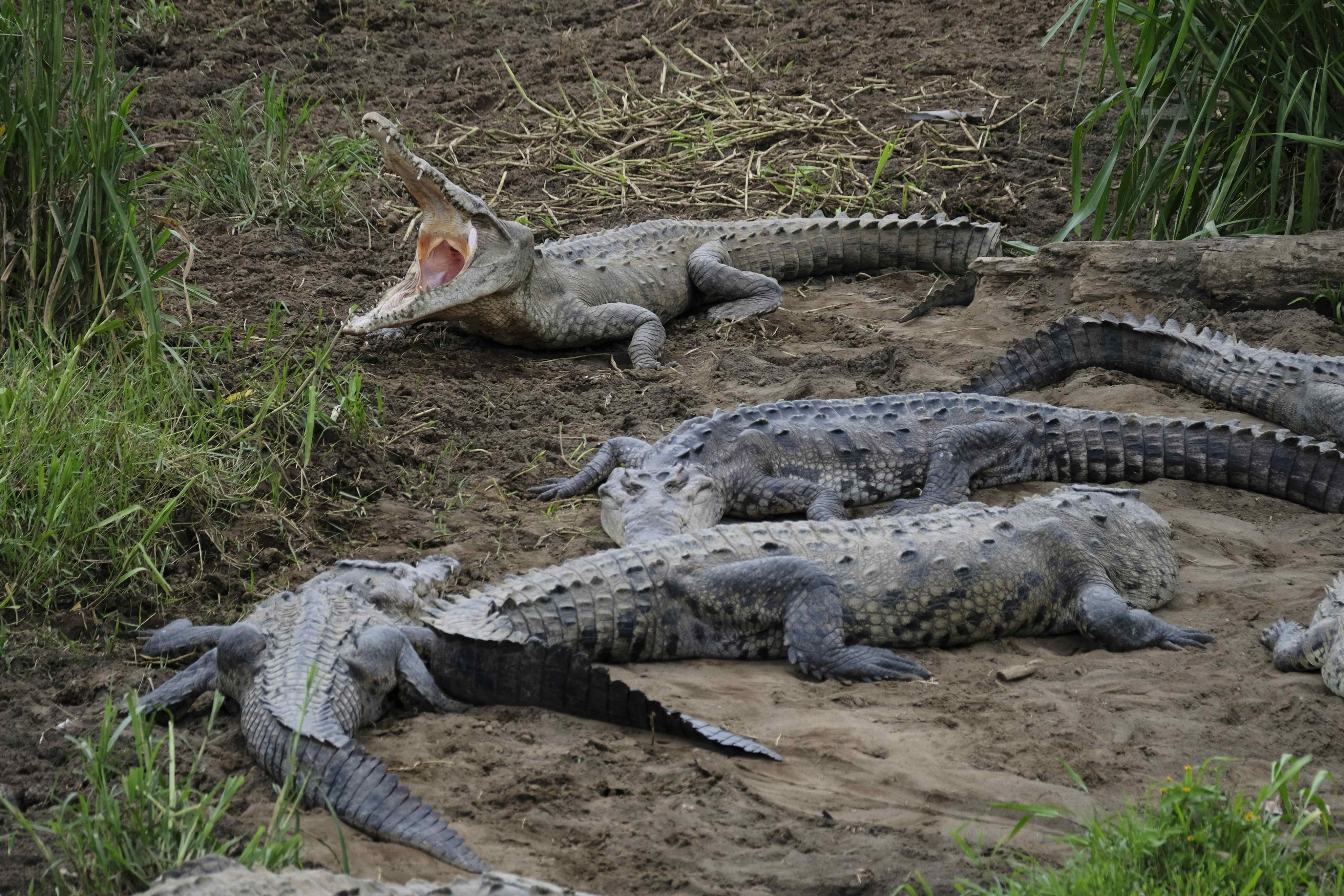 Preocupa el aumento de cocodrilos vistos fuera de su hábitat - Infobae
