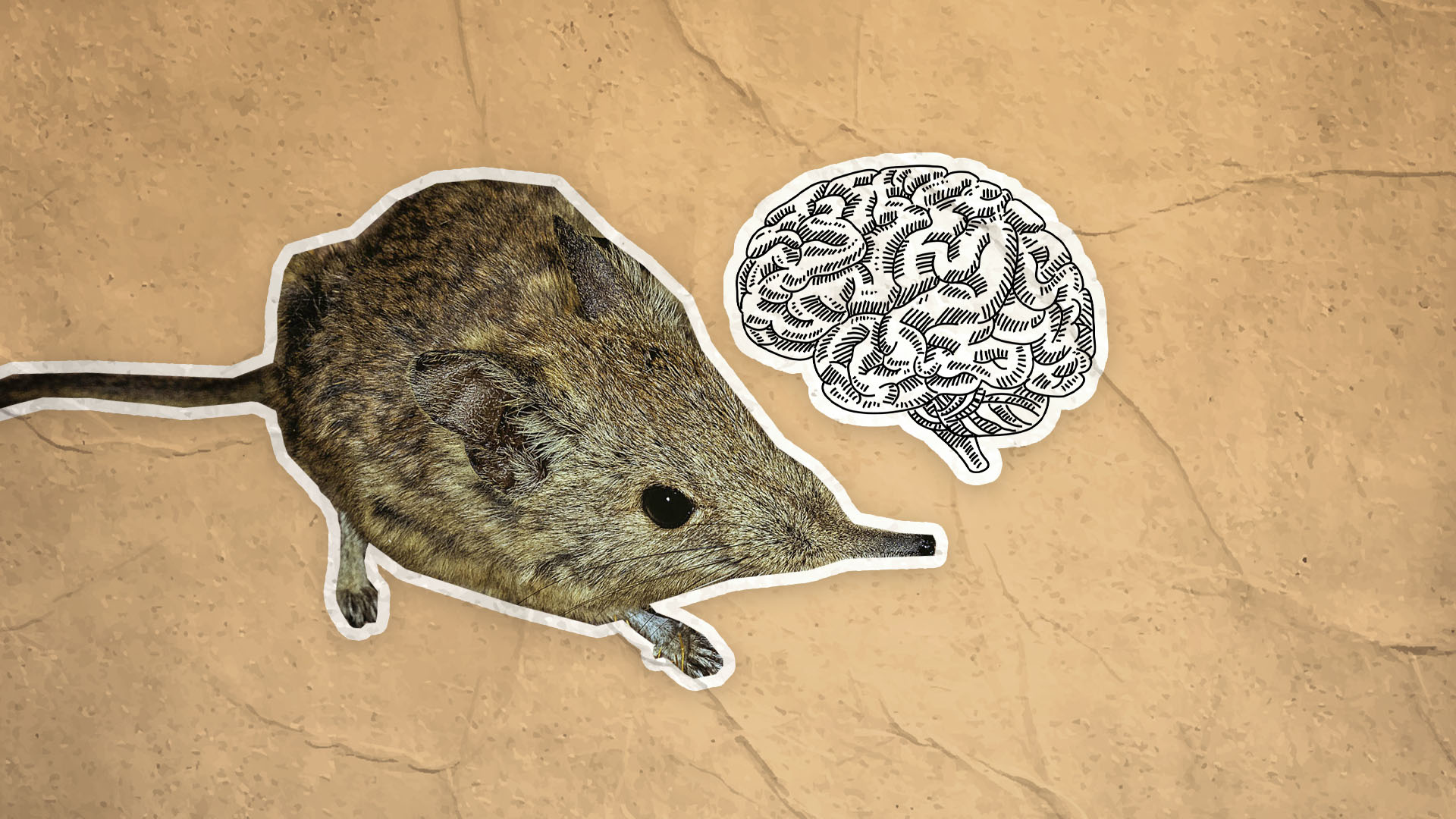 Por qué este mamífero se come su propio cerebro y puede ser un dato importante para el ser humano