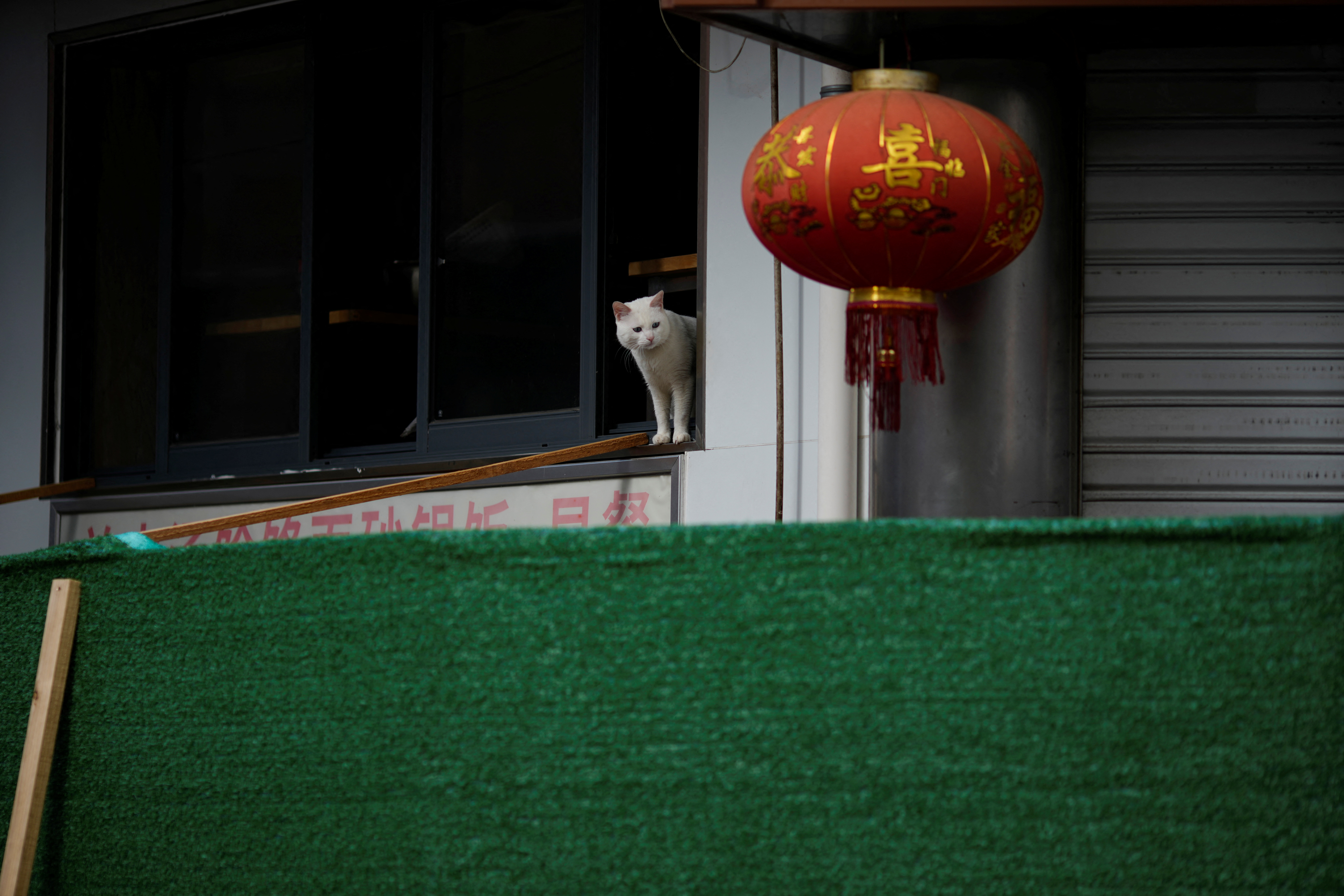 En el interior de estos espacios se sienten seguros y desde esa posición pueden acechar a sus presas sin ser vistos