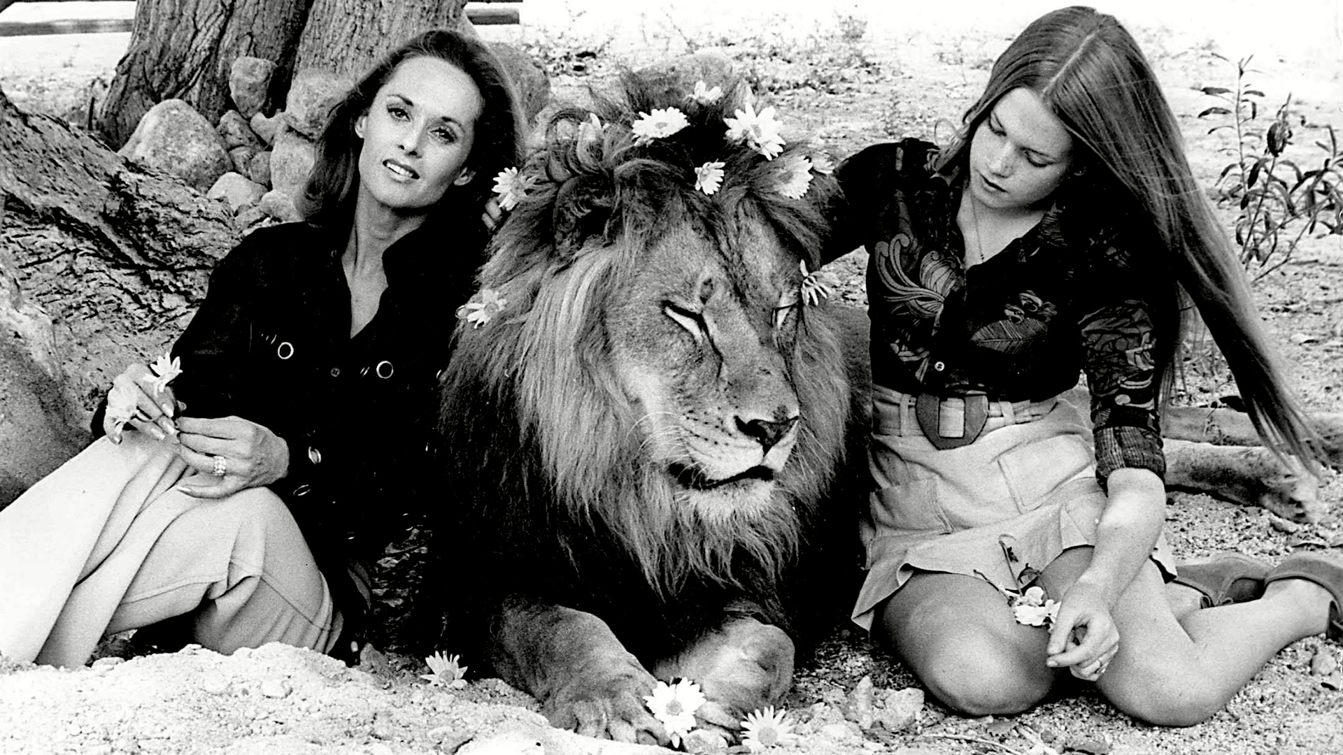 Dakota Johnson dio a conocer que su abuela, Tippi Hedren, todavía vive con  tigres y leones - Infobae