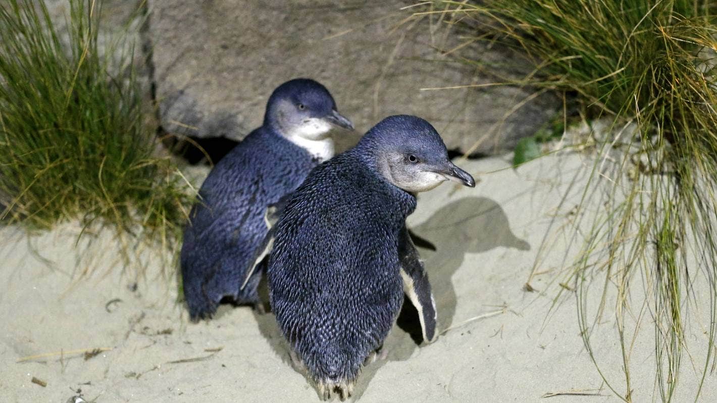 Los pingüinos azules son llamados kororā en Nueva Zelanda y se distinguen por su brillante pelaje.