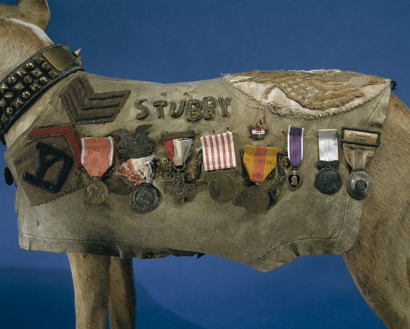 Exposición "Museo Nacional de Historia Americana", en donde se exhibe la manta con las medallas del sargento Stubby. (Museo Smithsoniano)