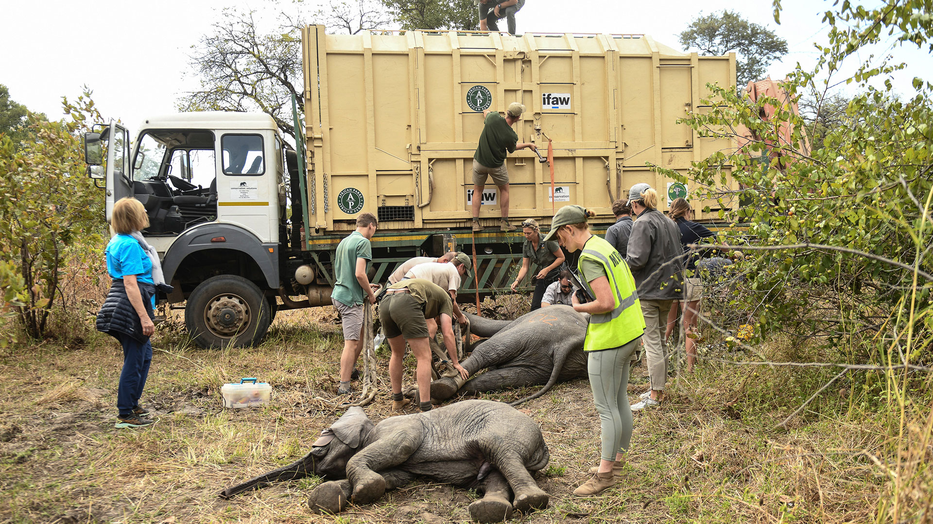 ARCHIVO - Los elefantes se preparan para ser izados a un vehículo de transporte en el Parque Nacional Liwonde, en el sur de Malawi, el 10 de julio de 2022. (Foto AP/Thoko Chikondo, archivo)

