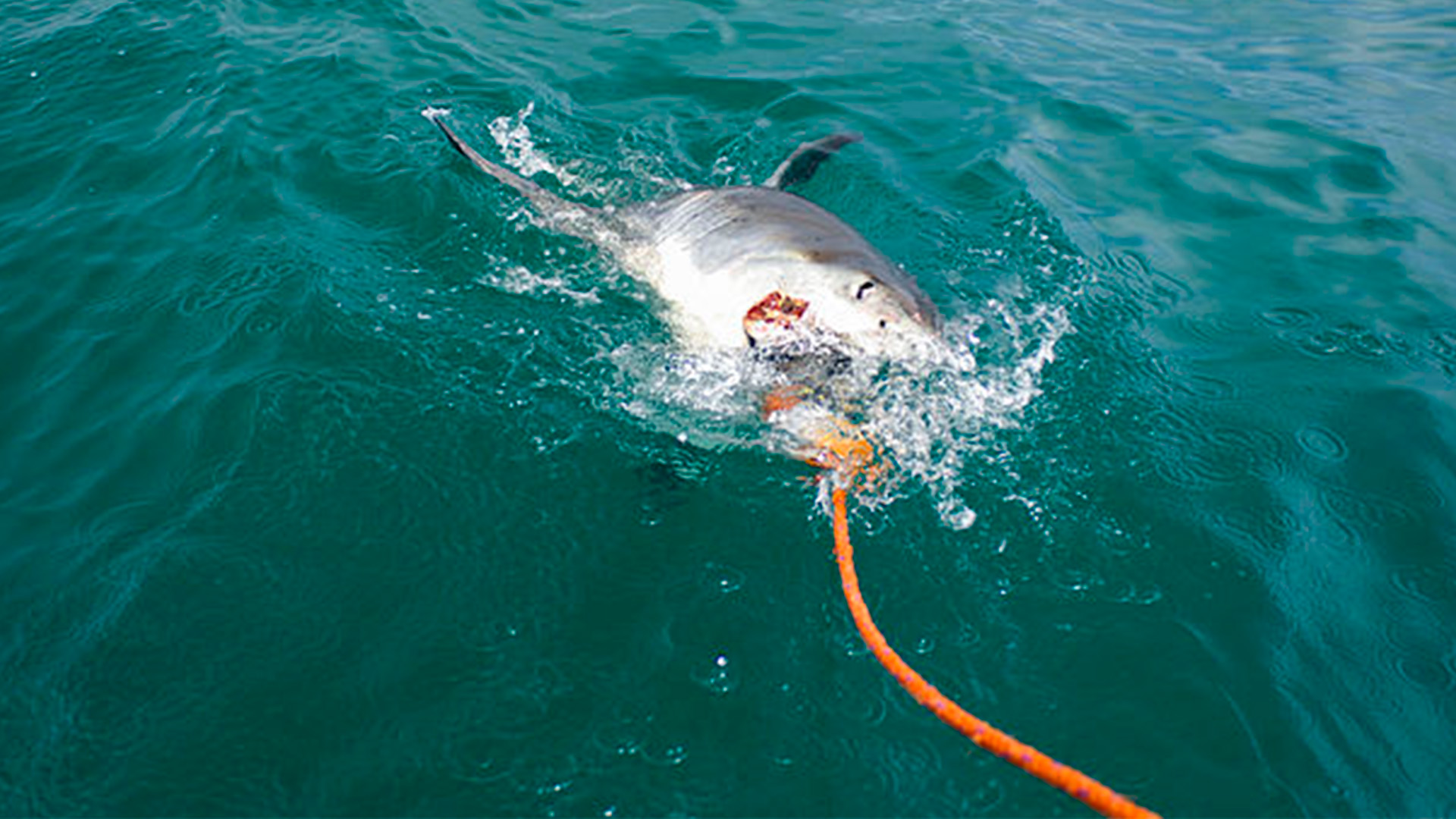 “El guerrero oceánico definitivo”, científicos colocan rastreador al  tiburón más grande del Atlántico - Infobae, image size:1920x1080