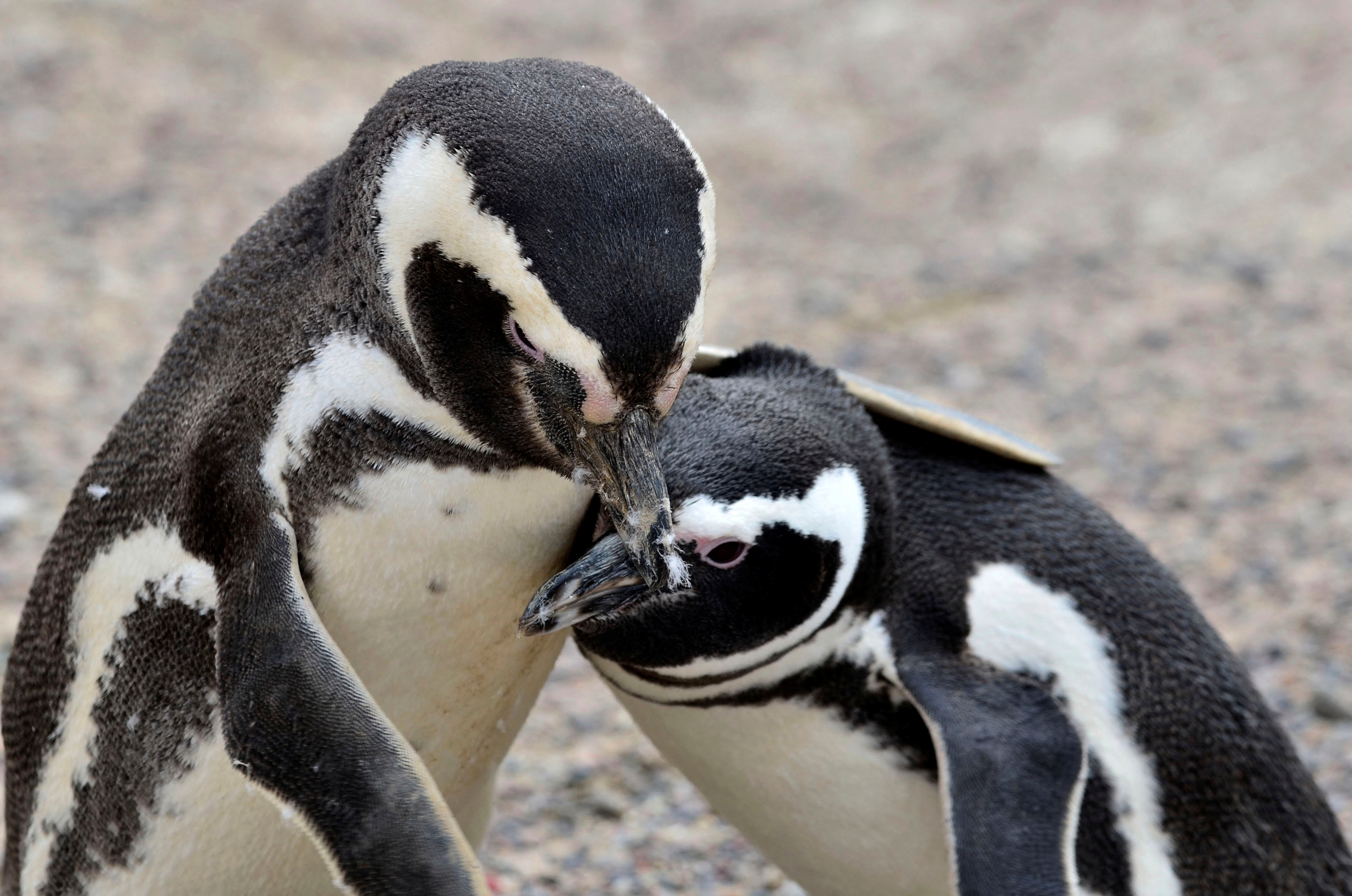 Compromiso animal a largo plazo: ¿son los pingüinos realmente monógamos? -  Infobae