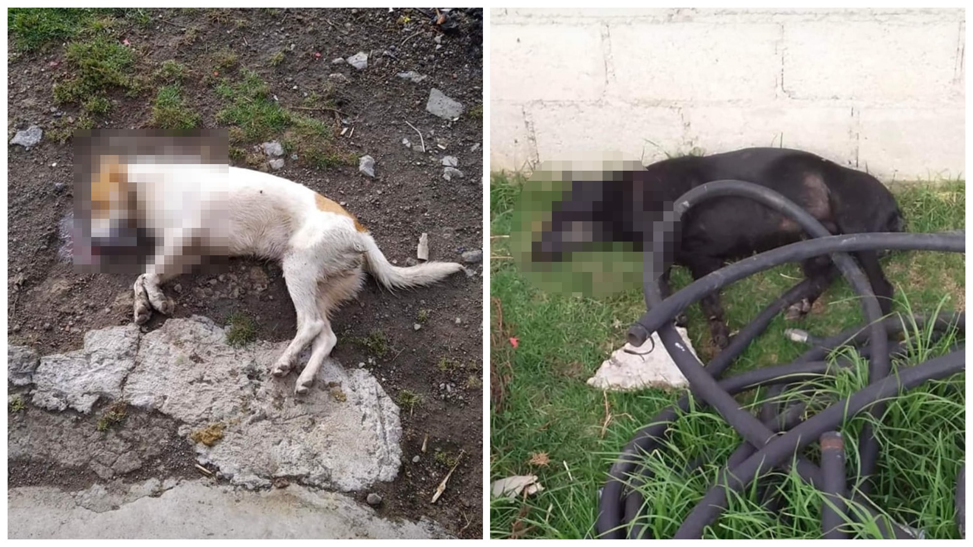 Two dead dogs from the San Francisco Tlalcilalcalpan community (Photo: Facebook/Ned FT)