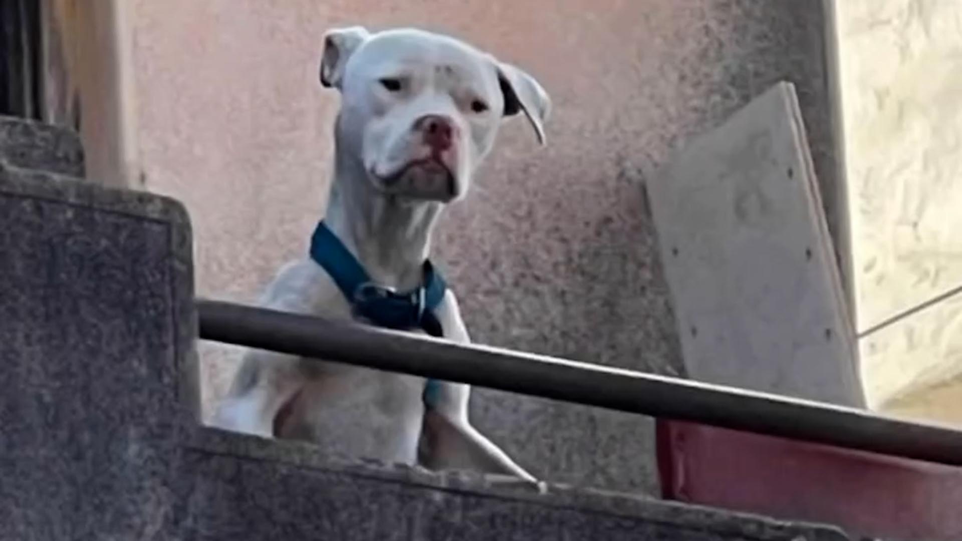 Desnutrido y abandonado: c&oacute;mo fue el rescate del dogo argentino que Claudio Barrelier ten&iacute;a en la casa donde habr&iacute;a asesinado a Agostina Vega