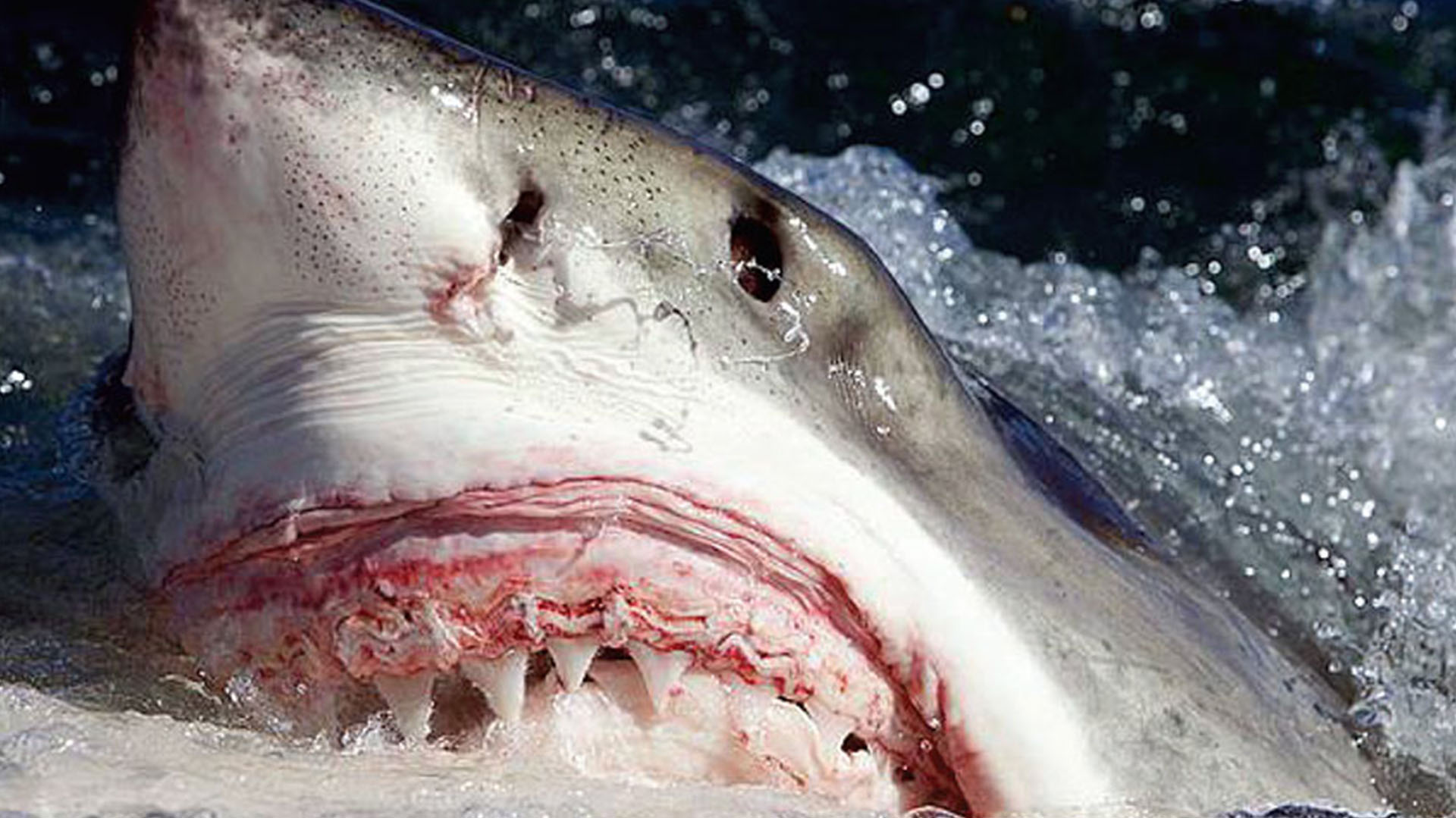 Semana del tiburón en EEUU: a más de 100 años del inicio de la “guerra” en contra de ese pez