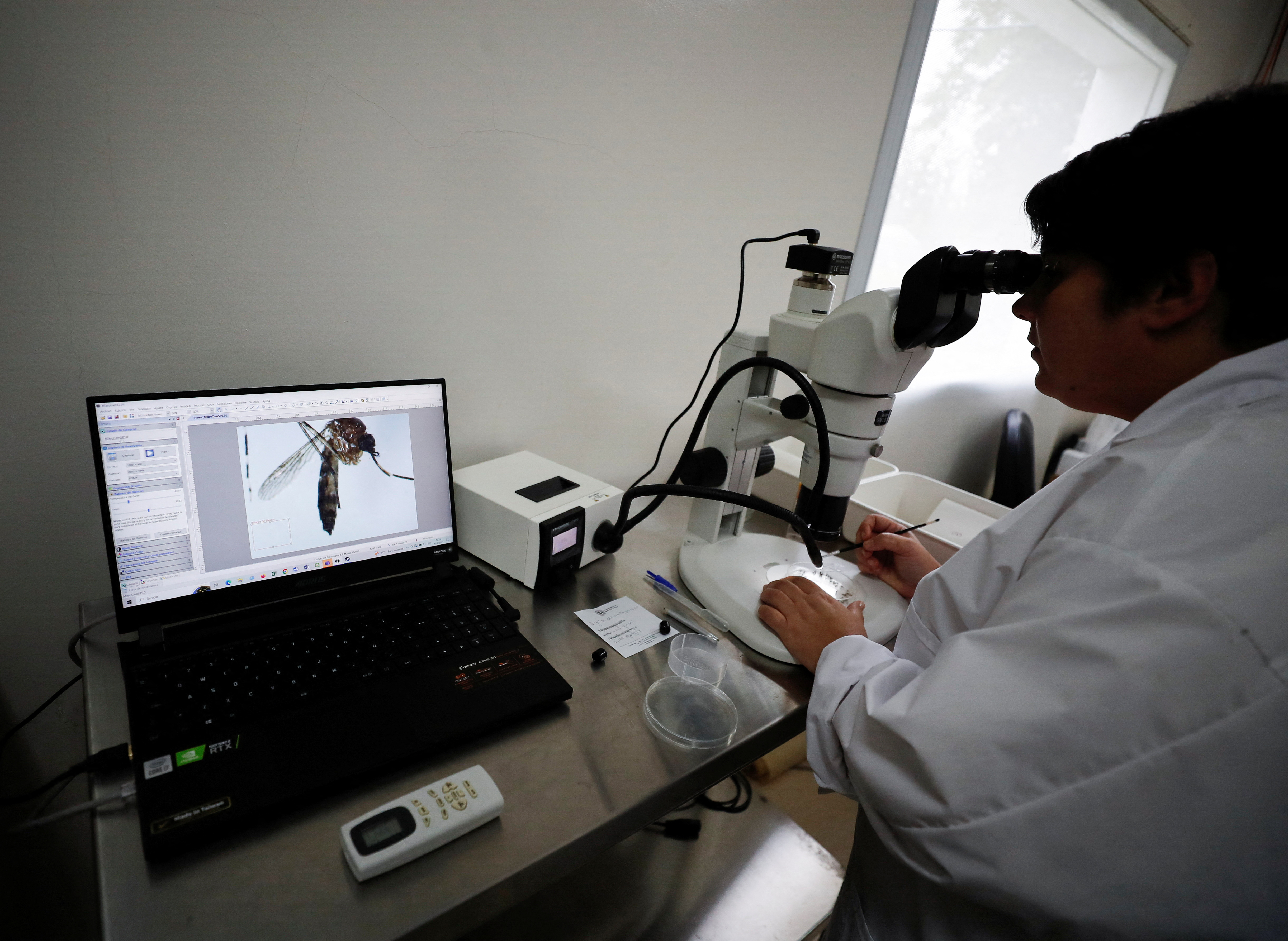 Científicos estudian distintas formas de combatir al mosquito vector del dengue y otras enfermedades (REUTERS/Agustin Marcarian)