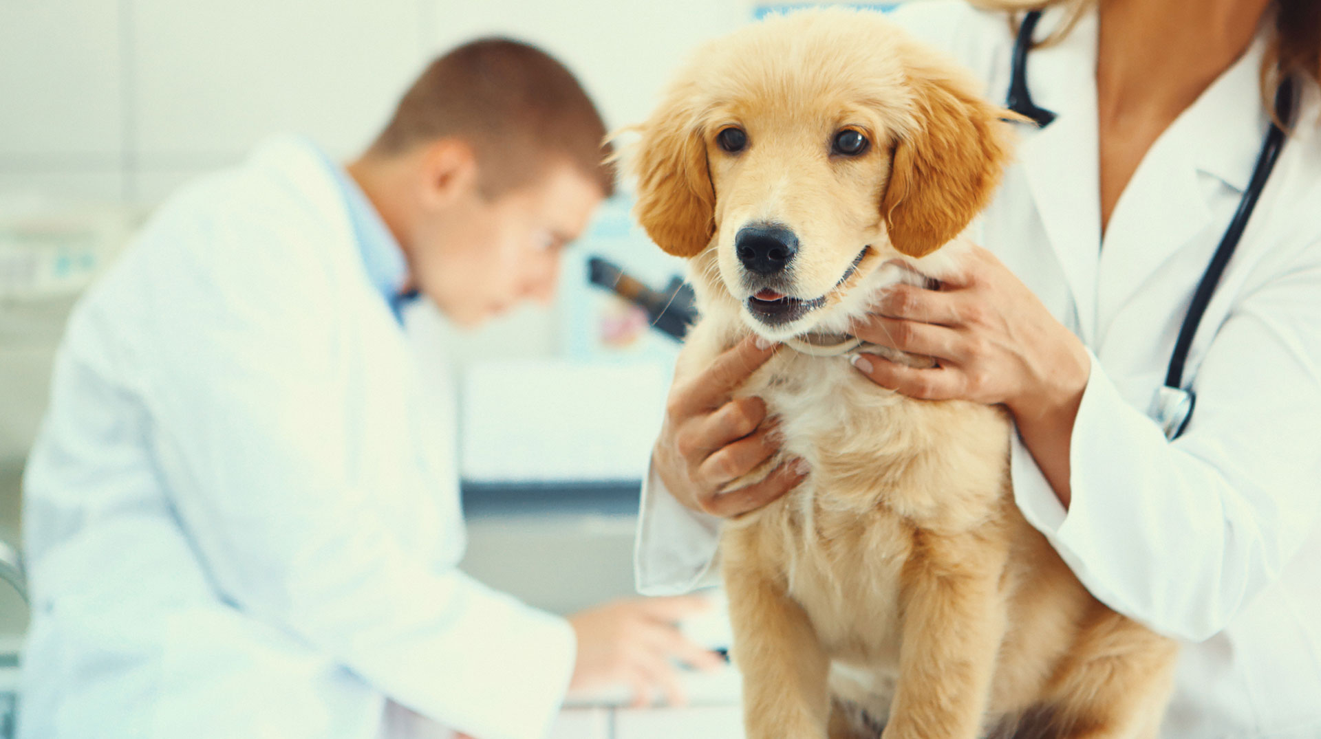 Las picaduras de garrapatas pueden afectar a los perros a largo plazo, por lo que es indispensable acudir a un profesional (Getty)