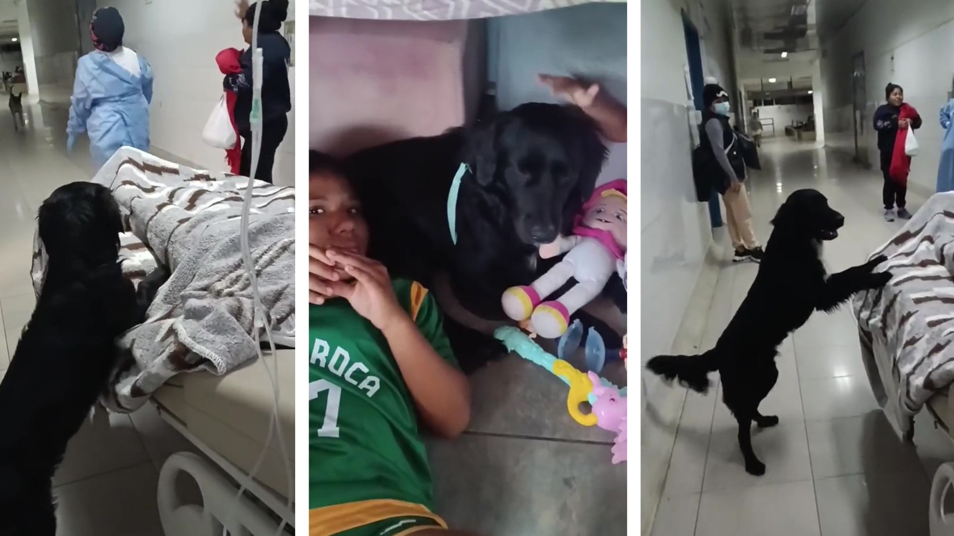Un perro cuidó a su dueño mientras agonizaba en el hospital, pero el hombre  mejoró y lo abandonó: la historia de Firulais - Infobae