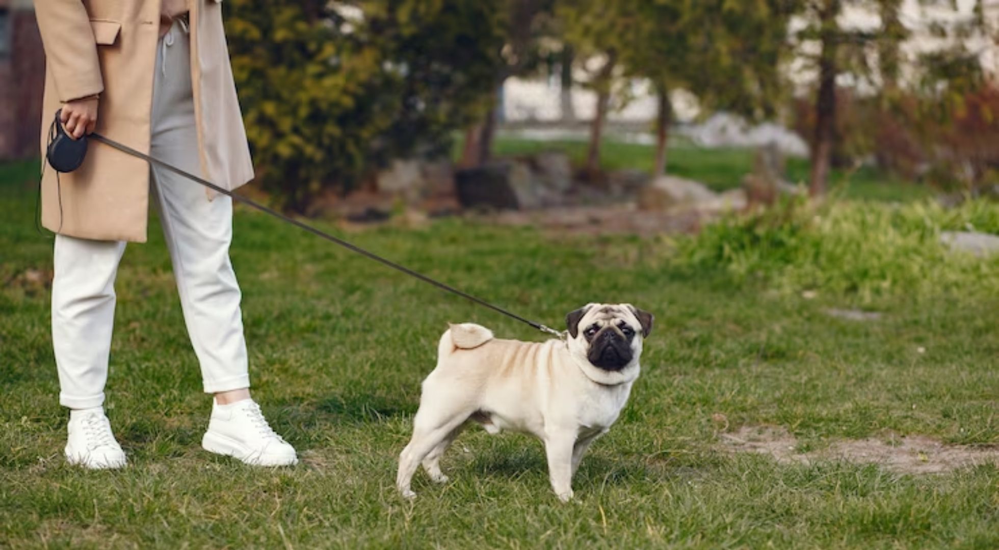 cómo te conviertes en un paseador de perros certificado