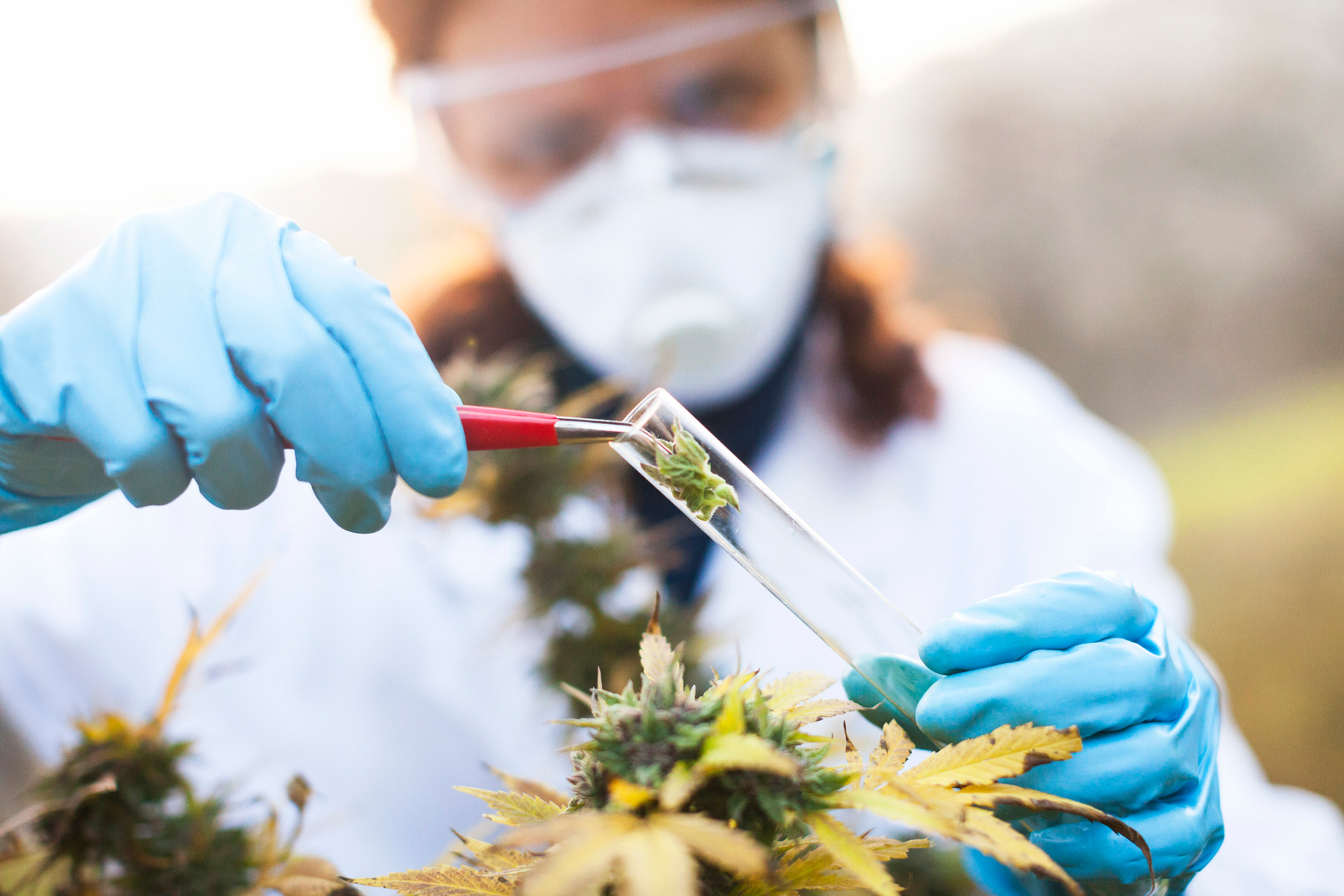 Cannabis medicinal: nuevas evidencias reforzaron sus beneficios contra la epilepsia refractaria