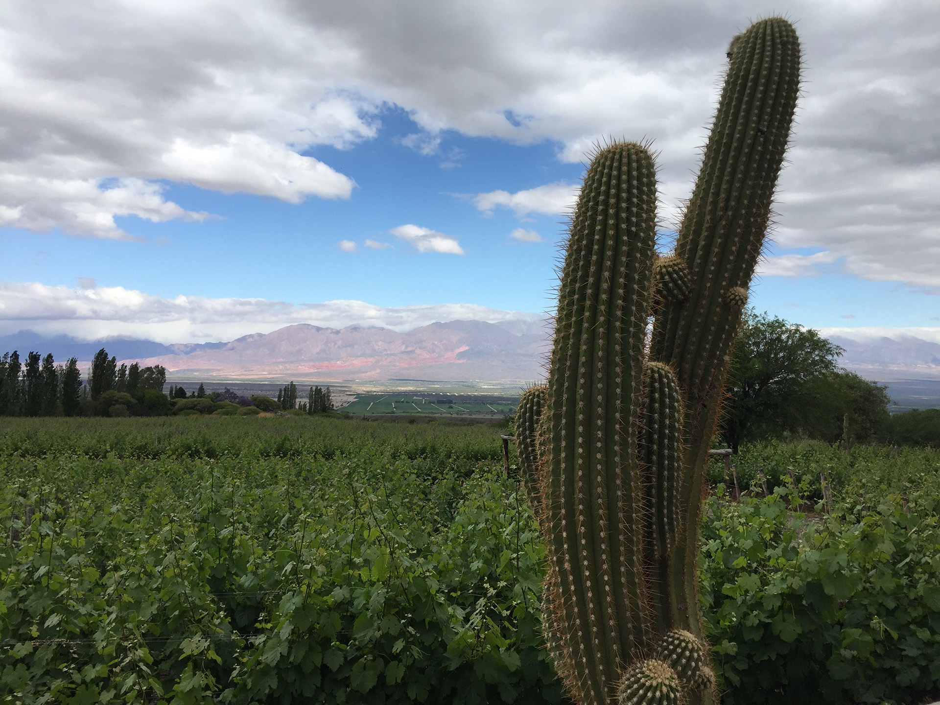 En Salta, si bien el epicentro es Cafayate, llegan vinos desde muchos otros pequeños valles adentro, que van desde los 1.600 hasta más de 3.000 metros