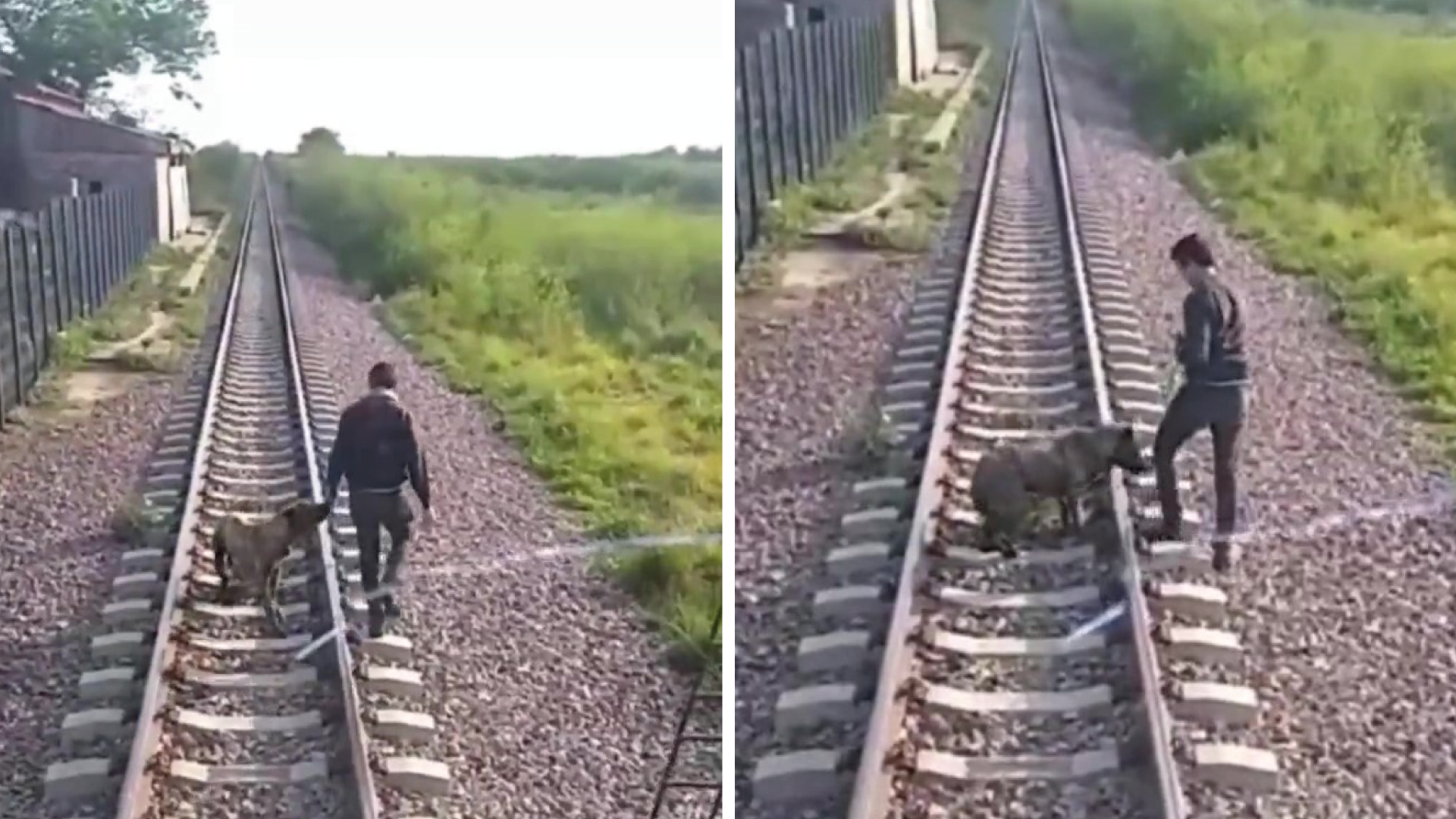 Pararon el tren y salvaron a un perro atado en las vías.