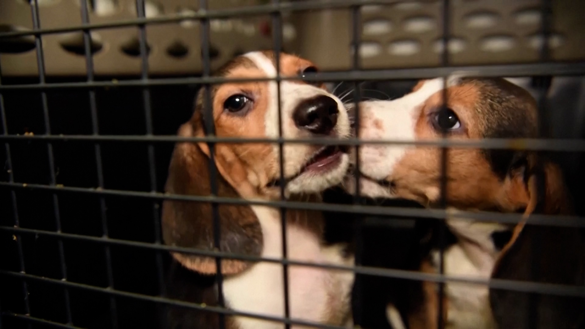 Unos 4.000 beagles que estaban destinados a experimentos farmacológicos en EEUU buscan hogar