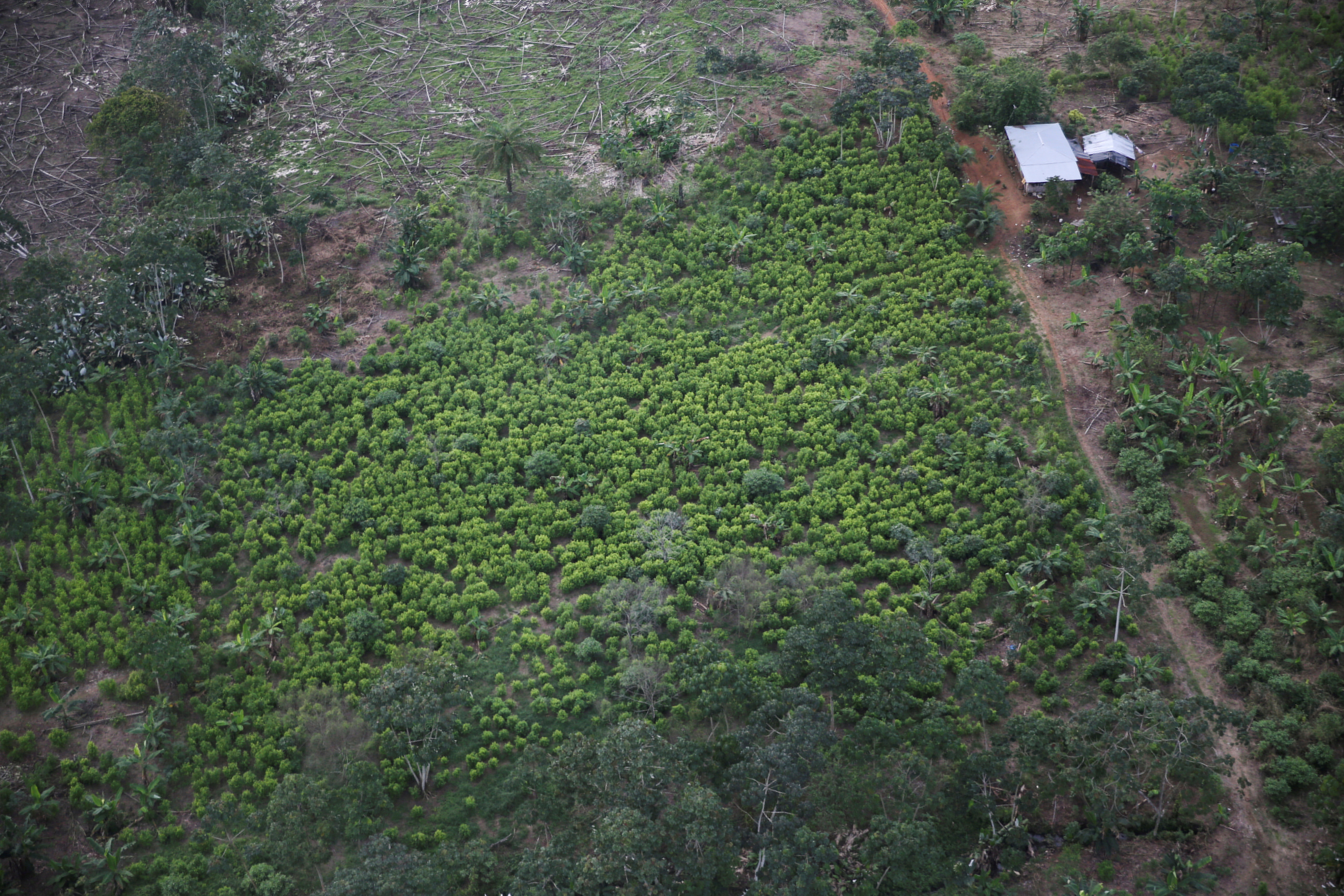Vista aérea de un sembrío de coca en Colombia, el productor más importante de cocaína del mundo. (REUTERS/Luisa Gonzalez/ARCHIVO)