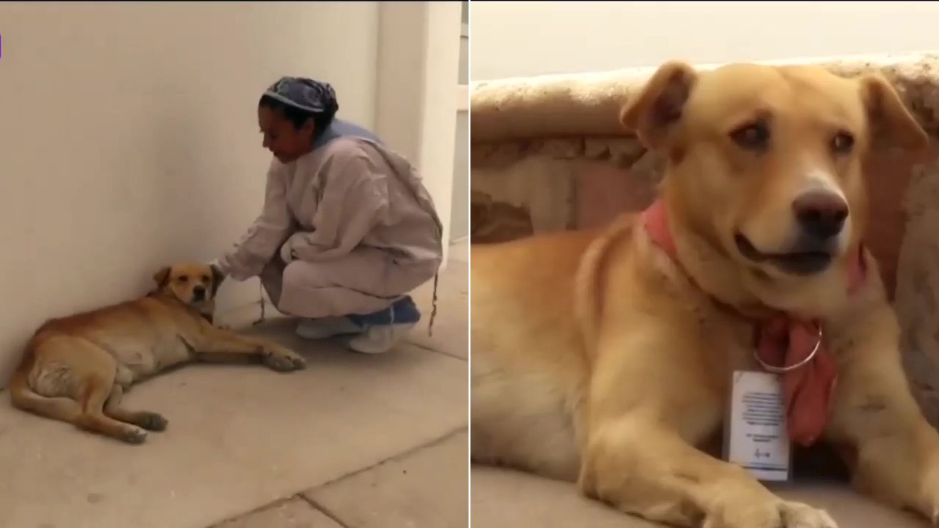 Un perro espera incondicionalmente a su dueño afuera de un hospital y está allí desde hace ocho meses