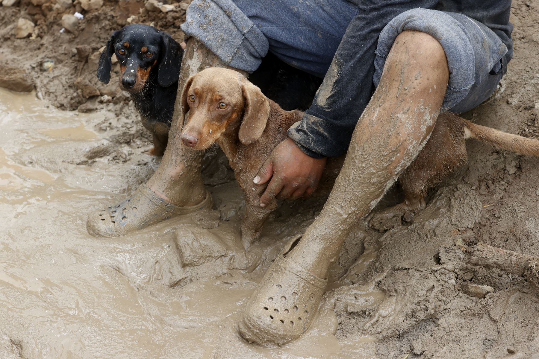 Perritos fueron auxiliados por veterinarias solidarias