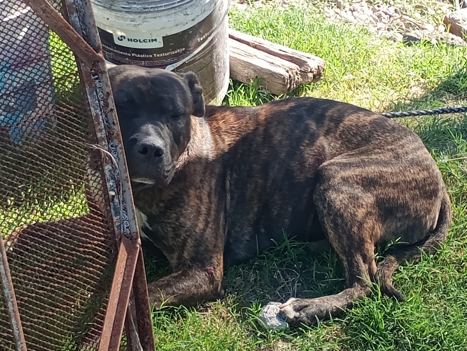 Dos ladrones intentaron robar una casa en Mar del Plata y el dueño apuñaló a uno de ellos para defender a sus hijos