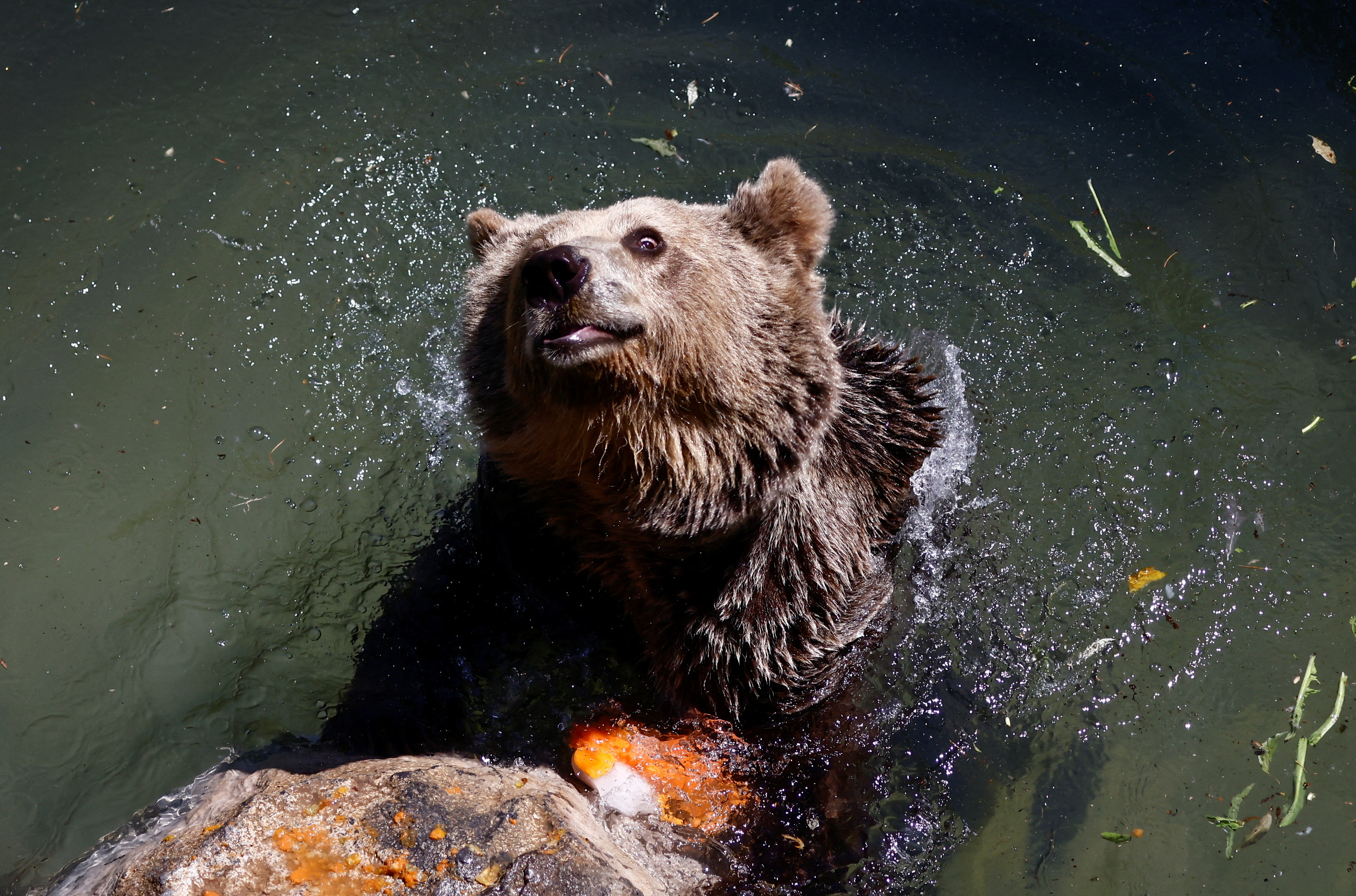 Gli animali in cattività hanno iniziato a ricevere ghiaccio nei loro corpi idrici per aiutare ad abbassare la temperatura corporea.  Questo orso bruno può essere visto nuotare nello Zoo di Roma.