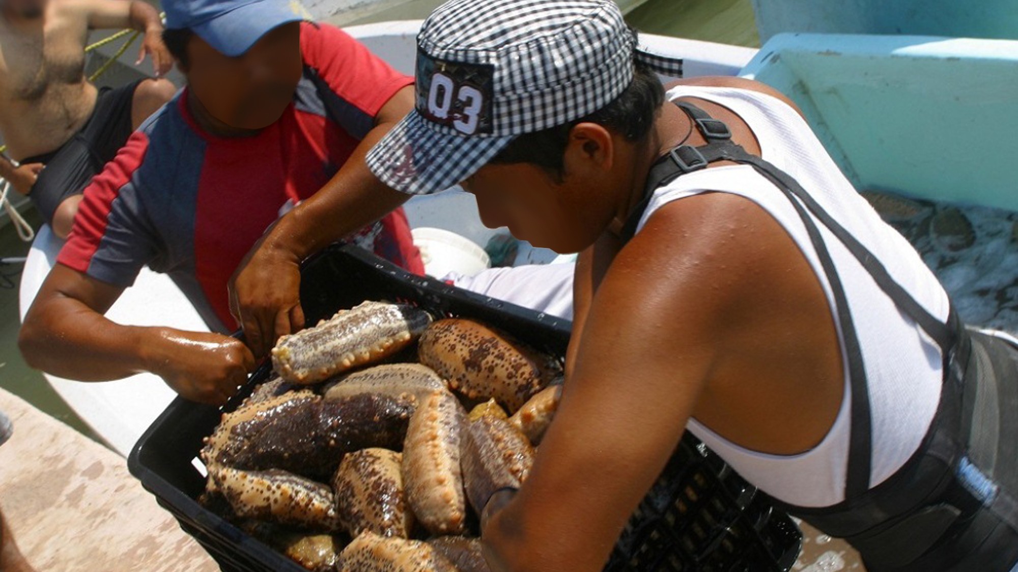 En tráfico de pepinos de mar es un fenómeno que viene en aumento en las costas de Siri Lanka. Los animales, que están en peligro de extinción los comercializan en mercados de Asia y Estados Unidos. 
