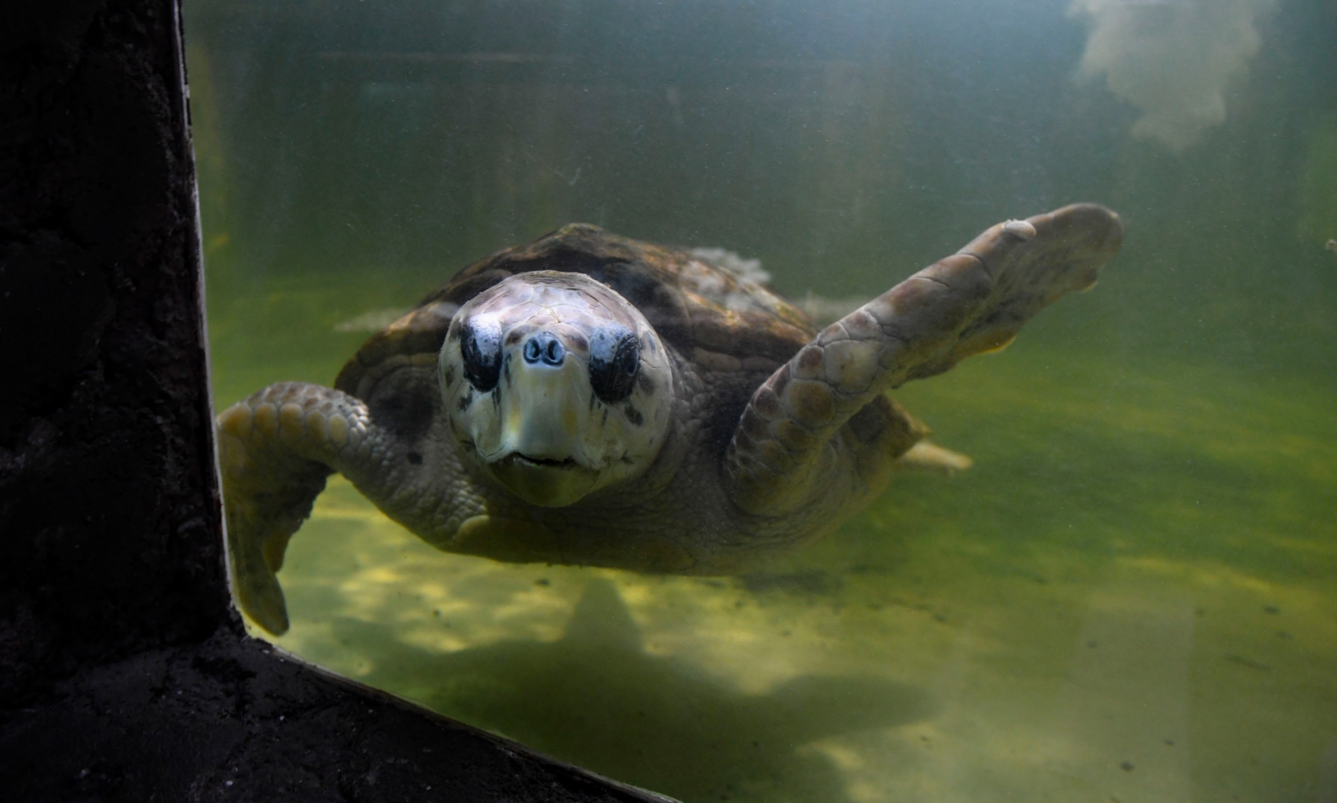 Buscan reinsertar a la vida natural a un tortugo marino, luego de 38 años de cautiverio en Mendoza