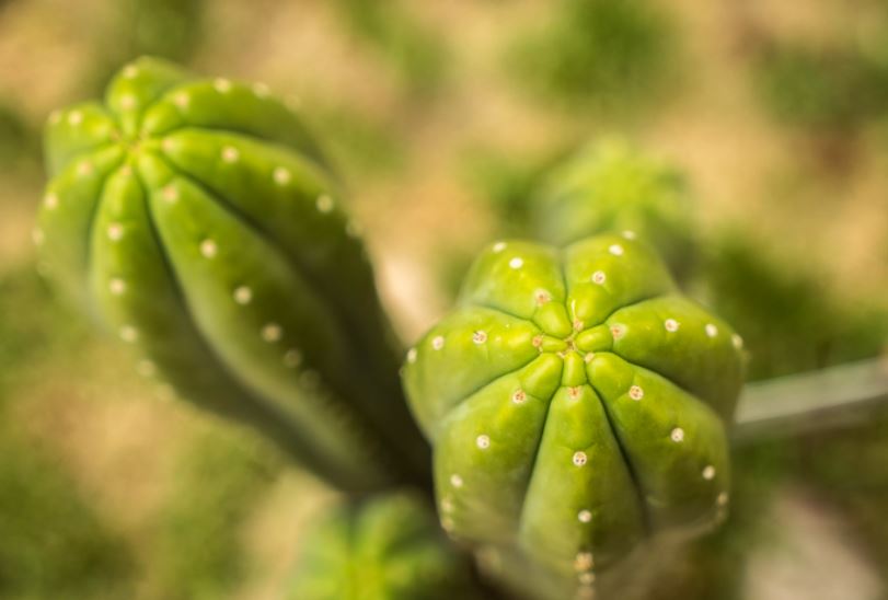 Cactus San Pedro. (Foto: Captura)