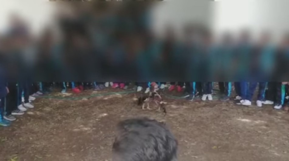 “¡Muerte, muerte!”: alumnos de primaria en Aguascalientes fueron llevados a una pelea de gallos
