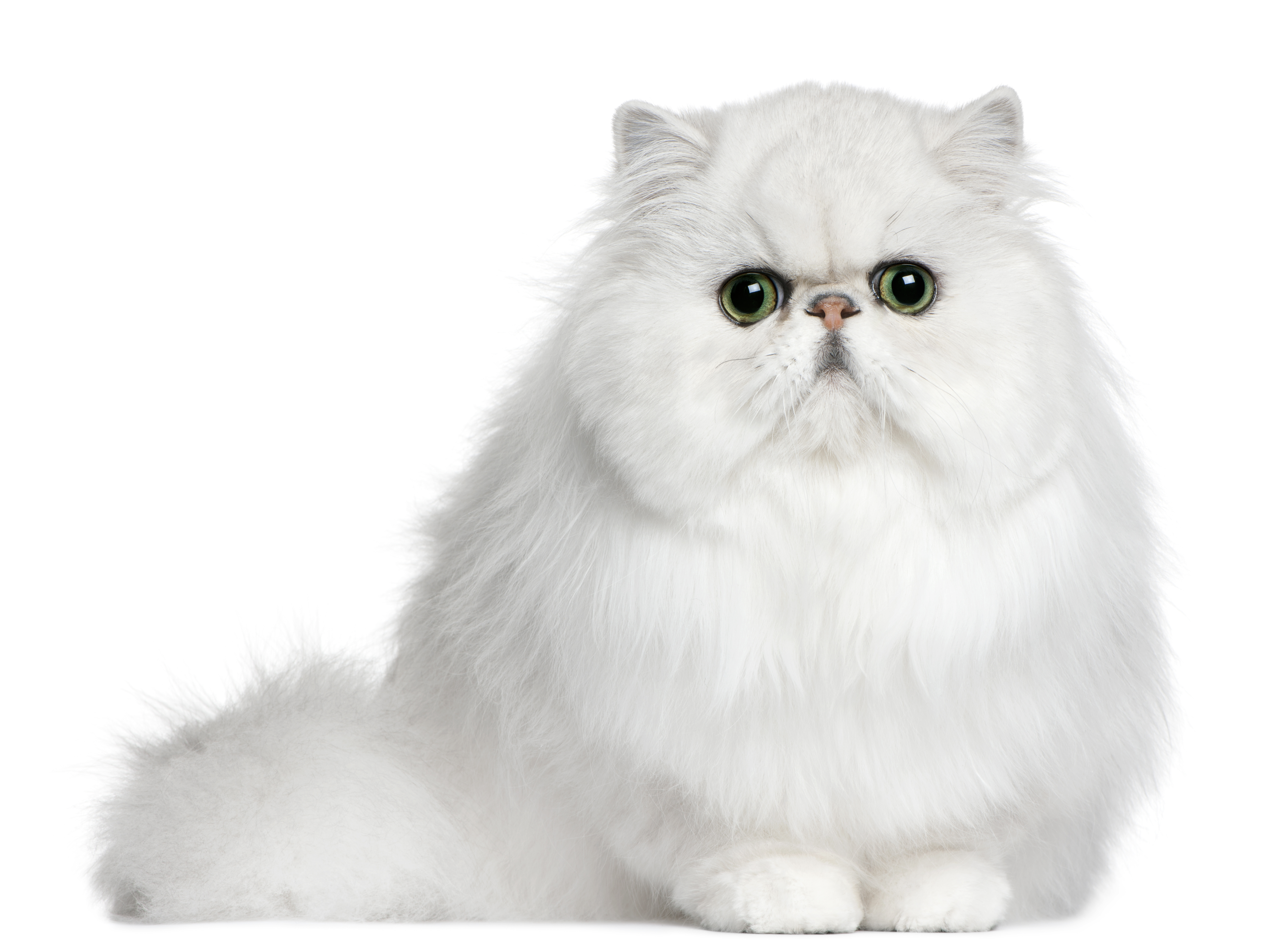 Los gatos blancos en general son sordos irreversibles y son más sensibles que otros a tumores en la cara y en las orejas (Shutterstock)
