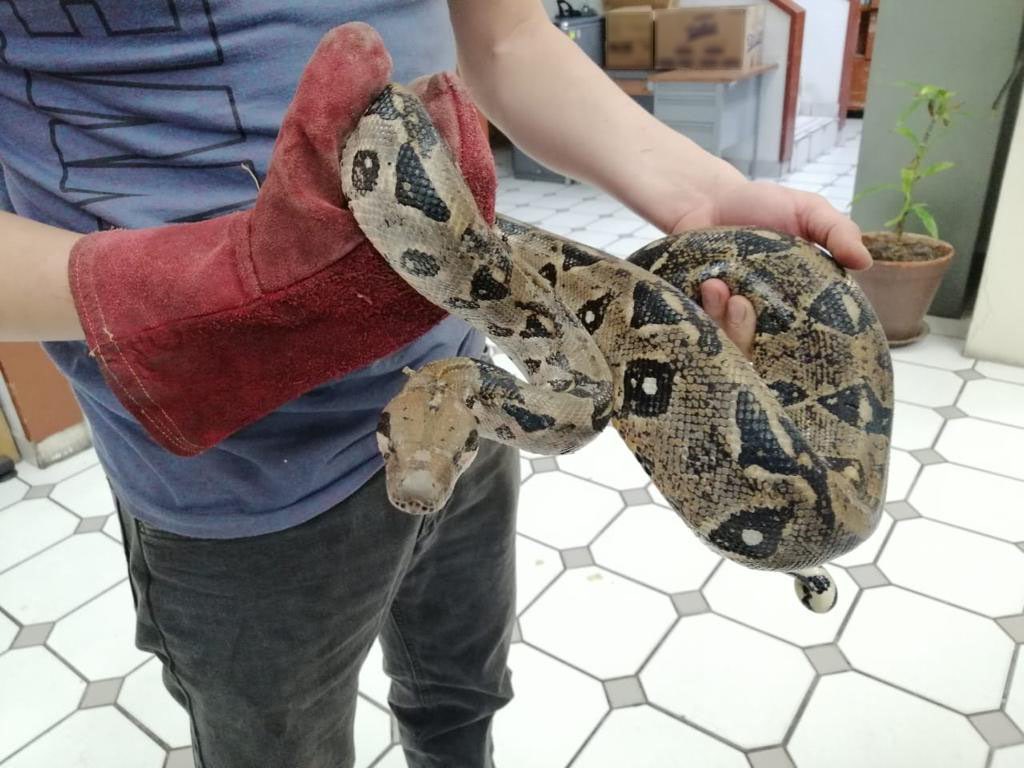 Las serpientes fueron aseguradas en una empresa de paquetería de Tlaquepaque (Foto: Guardia Nacional)