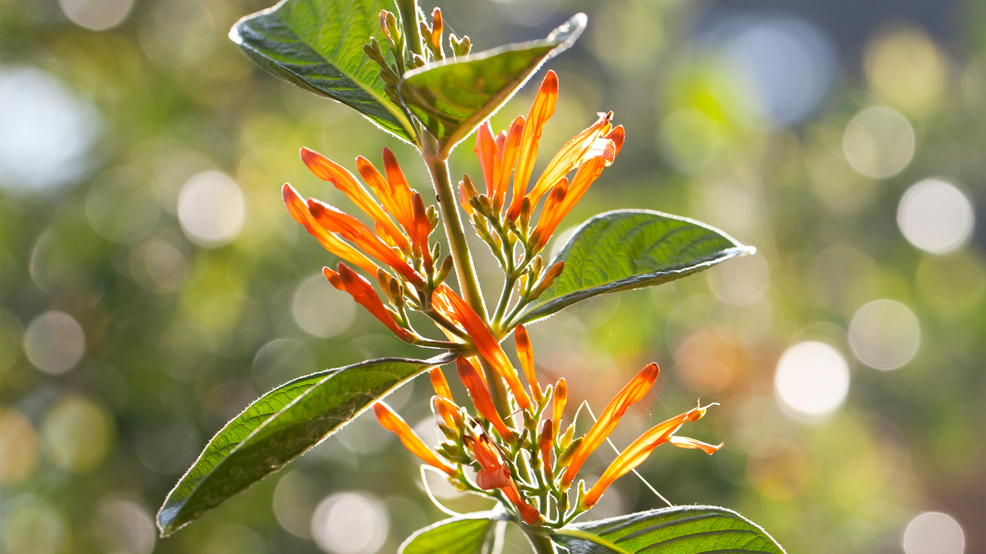 El muicle se ha catalogado como una planta medicinal (Foto: Getty Images)