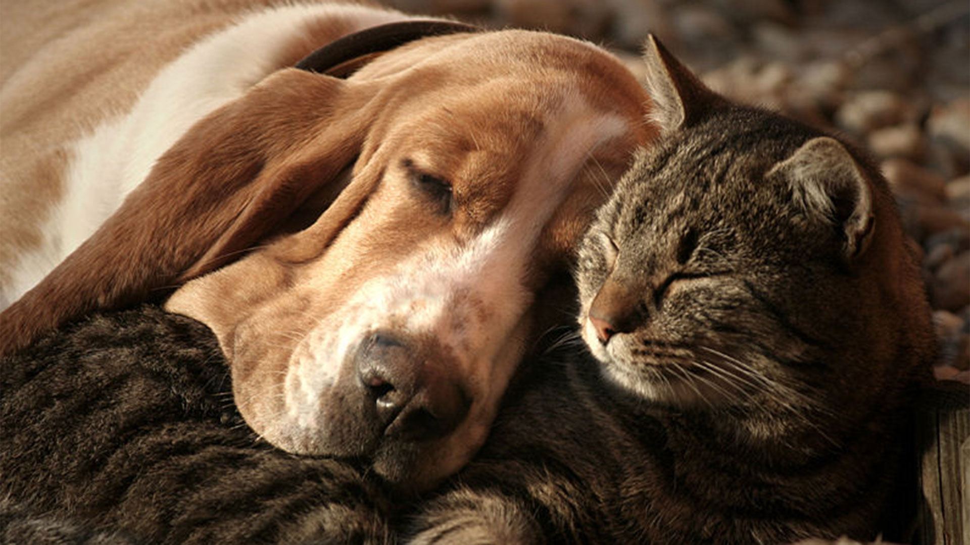 犬と猫が本能にもかかわらず友達になれる理由 Infobae