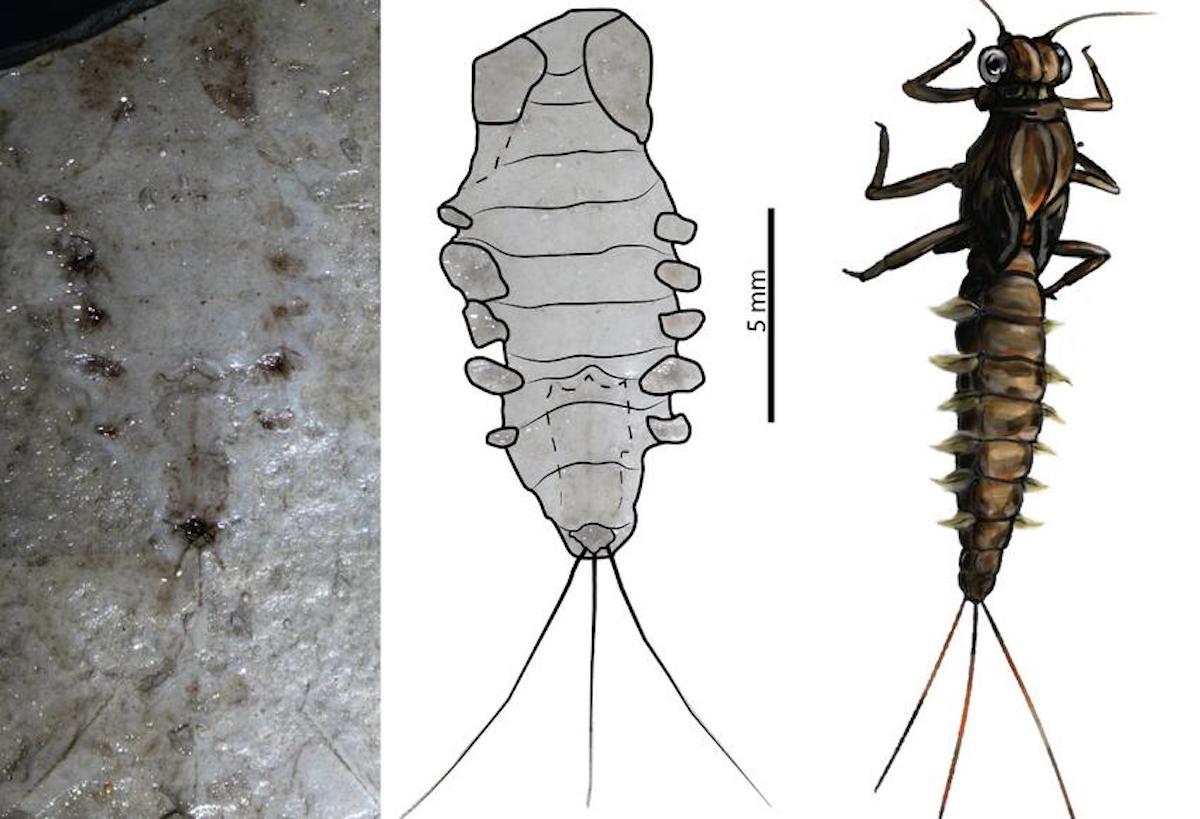 Los restos fósiles de dos insectos, pertenecientes al periodo Cretácico, fueron descubiertos en La Calera, Cundinamarca. Foto: Universidad del Rosario