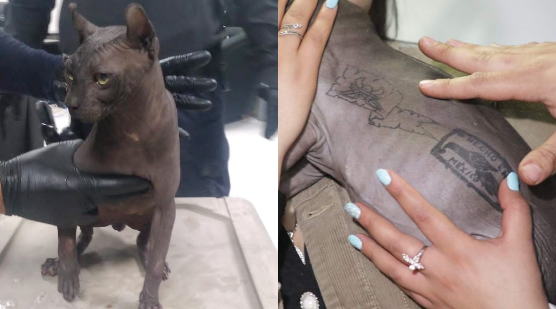 Gato hallado en Cereso 3 de Ciudad Juárez fue tatuado sin anestesia y era del “Neto”; será puesto en adopción