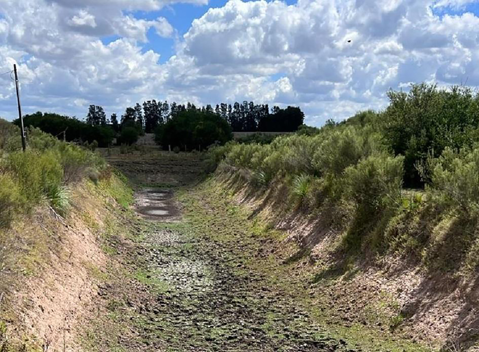 Los científicos crearon un receptor modificado de la hormona ácido abscísico que se activa mediante una molécula mimética, denominada iSB09/Archivo