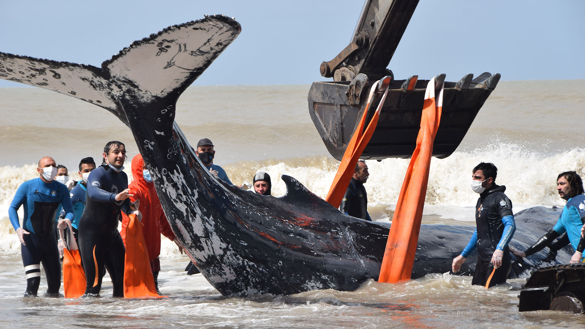 Video: conmovedor rescate de dos ballenas varadas en el Partido de La Costa