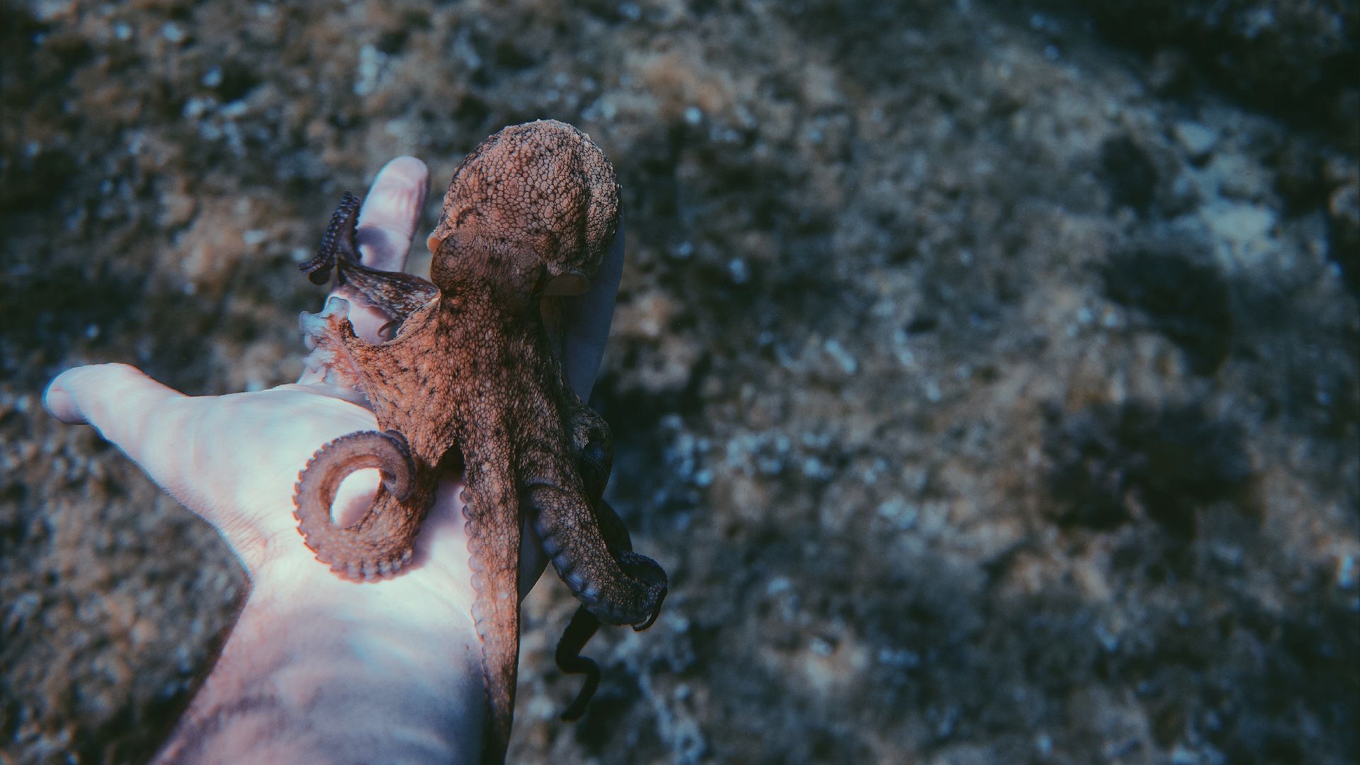 Dólar hoy en vivo: a cuánto se negocia el dólar tras la confirmación del préstamo para pagar el vencimiento del viernes