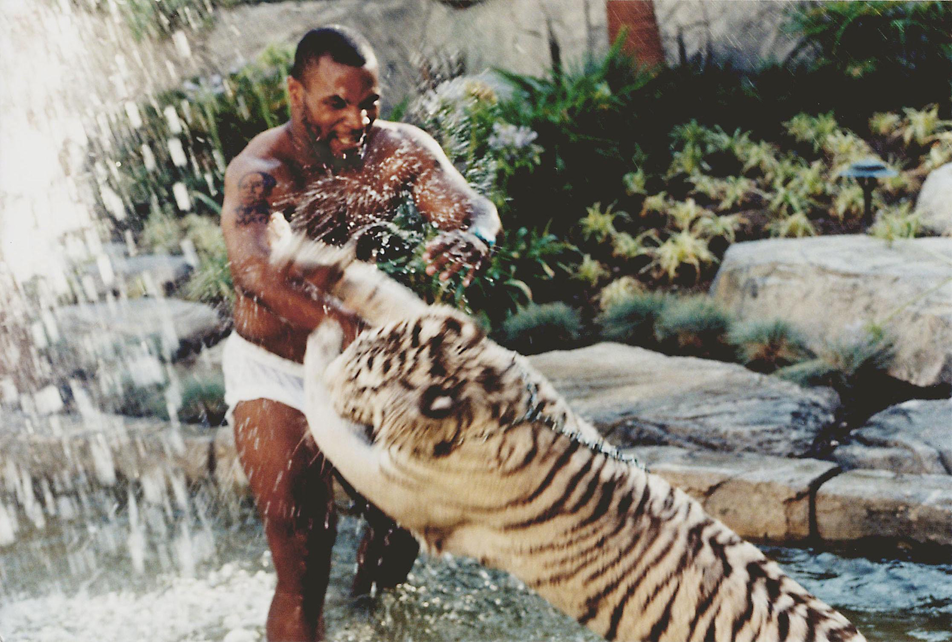 Photo © 2019 REX Features/Shutterstock /The Grosby GroupMIKE TYSON PLAYING WITH PET TIGERMIKE TYSON PLAYING WITH PET TIGER, LOS ANGELES, AMERICA  - 1996