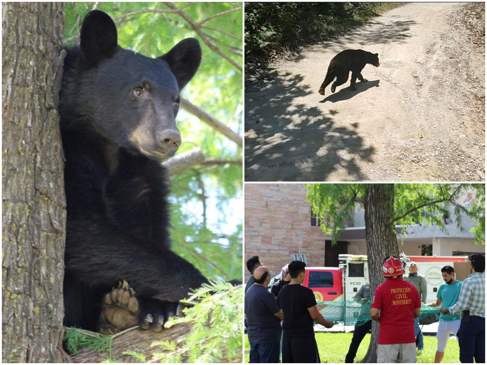 Un ejemplar de oso negro es hallado y rescatado al sur de Monterrey -  Infobae