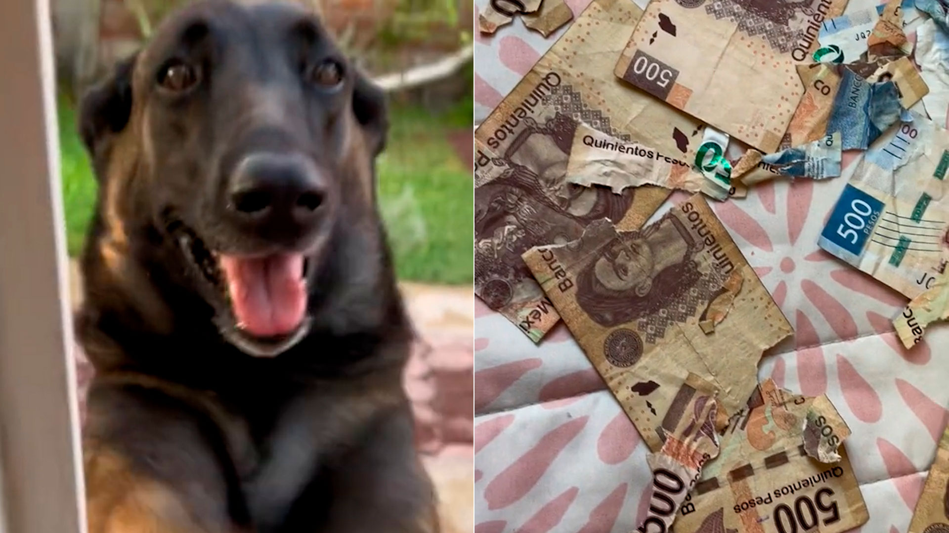 Perrito destroza a mordidas billetes de 500 pesos y usuarios lo defienden: “Fuimos nosotros, no le hagan nada”